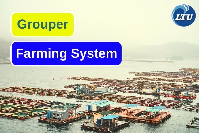 2 Most Common Used Grouper Farming System